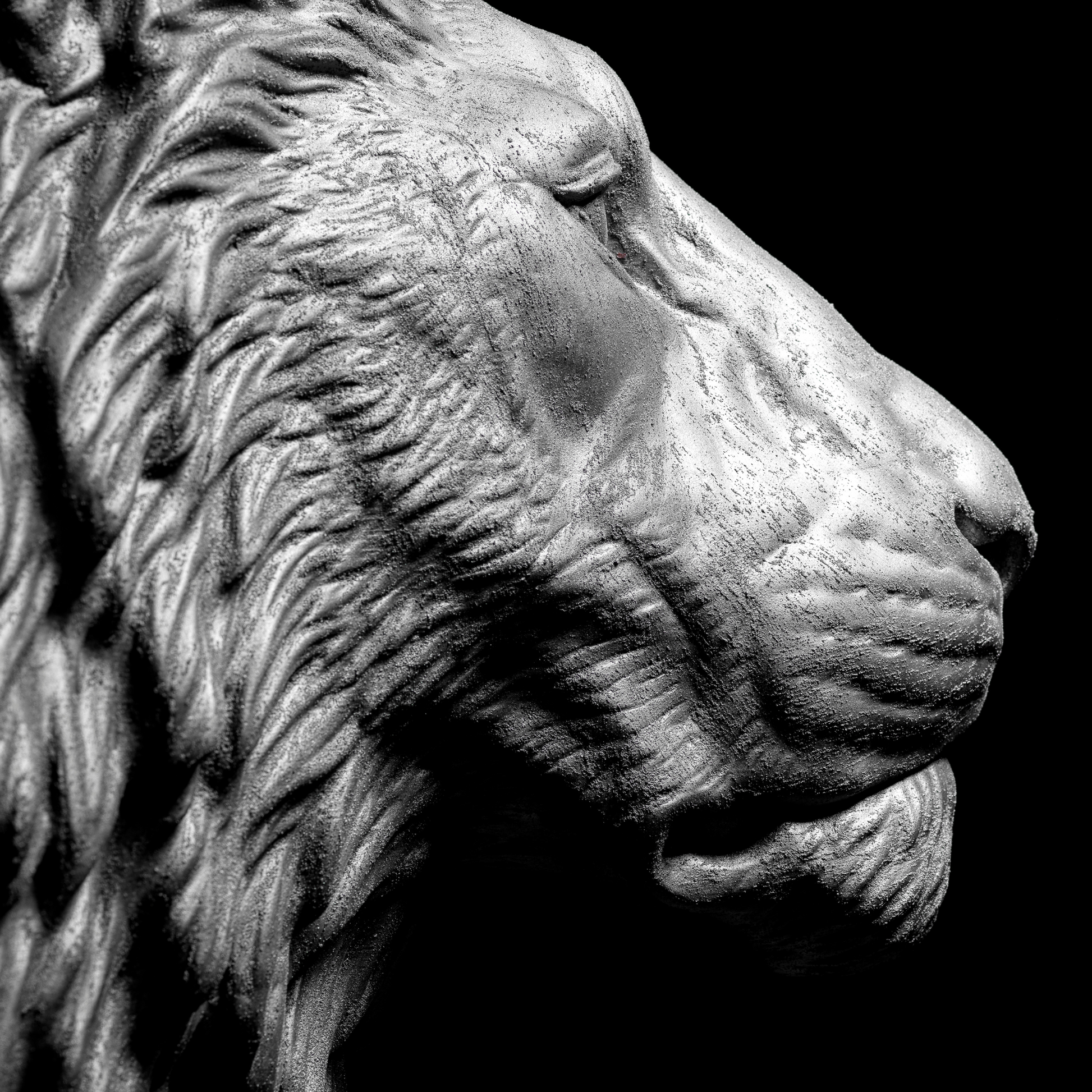 Platinum Lion - Wall Art