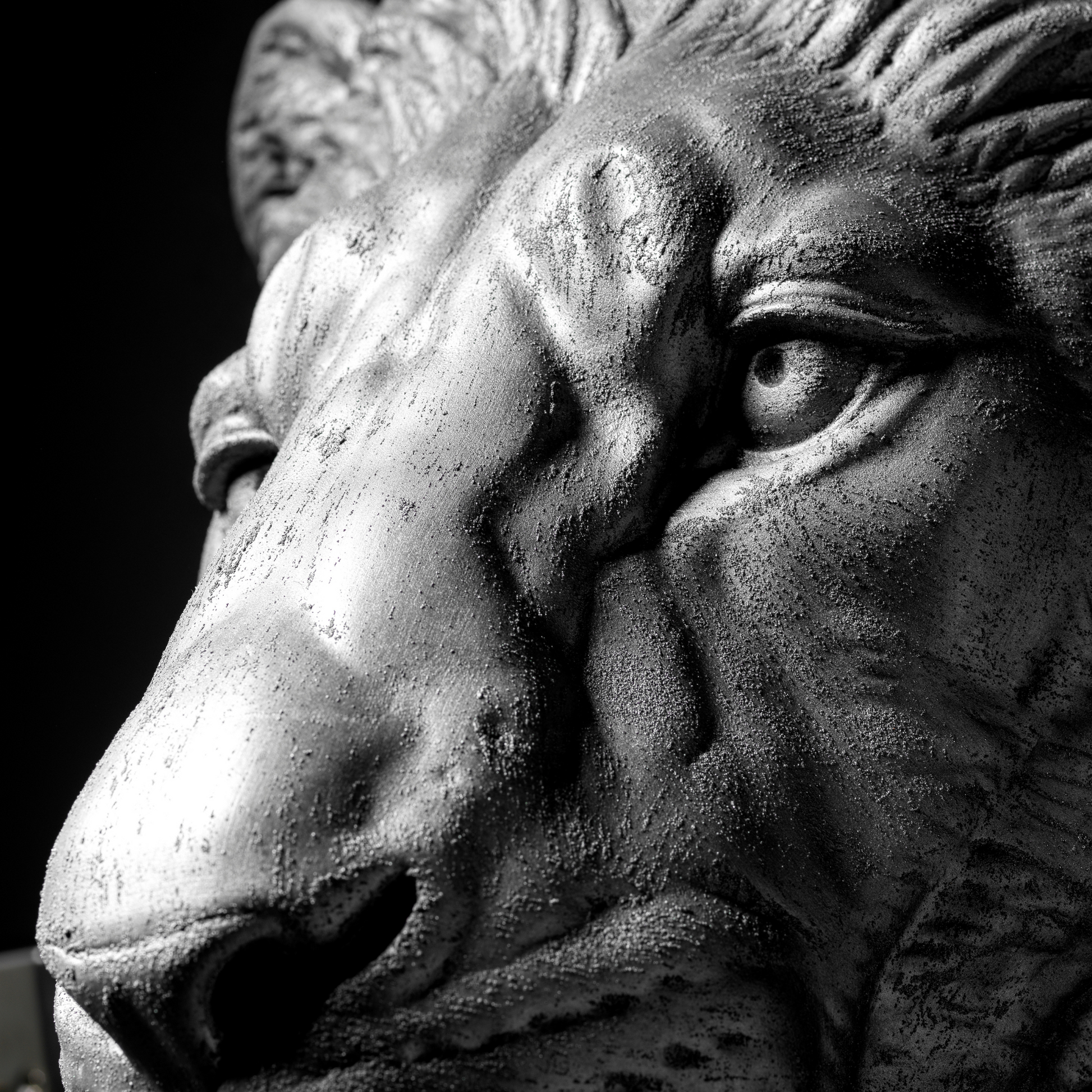 Platinum Lion - Wall Art