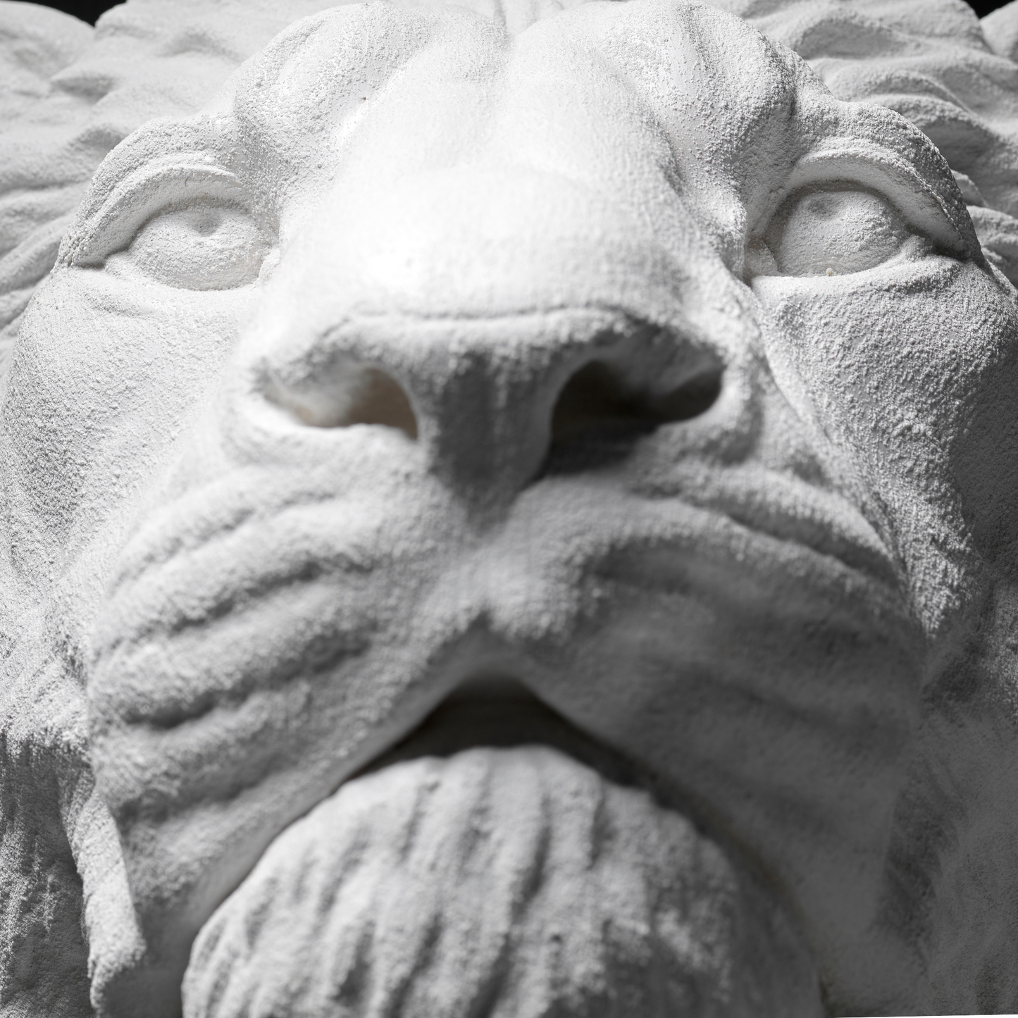 White Lion Wall Art