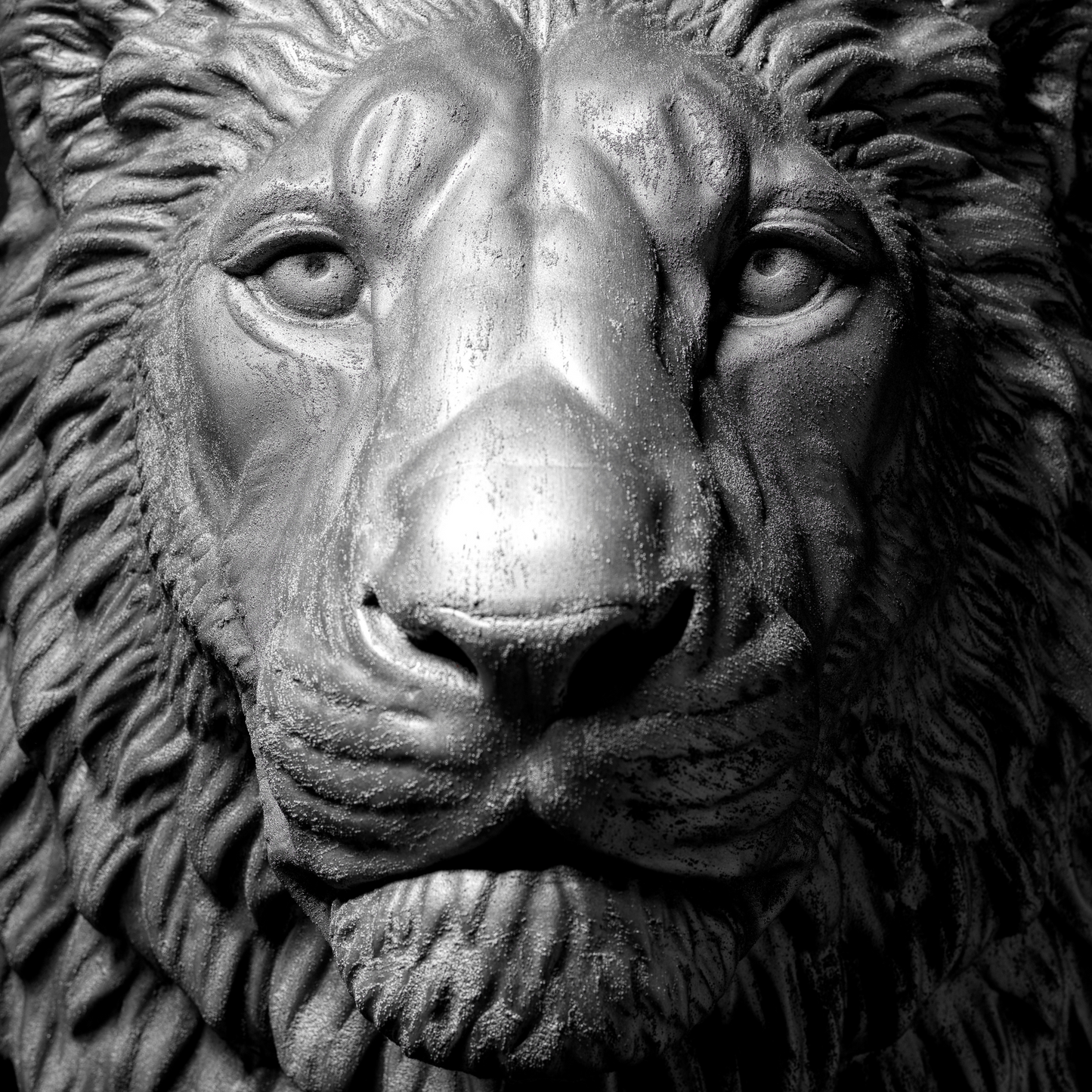 Platinum Lion - Wall Art