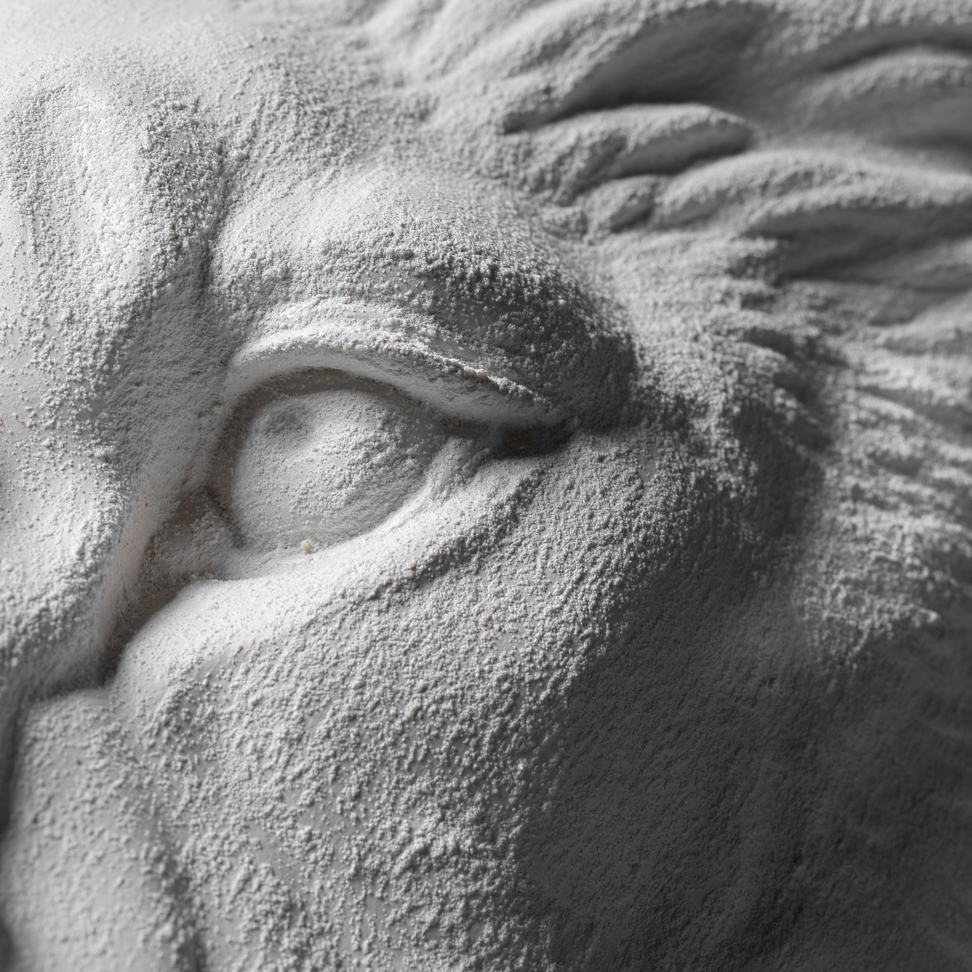 White Lion Wall Art